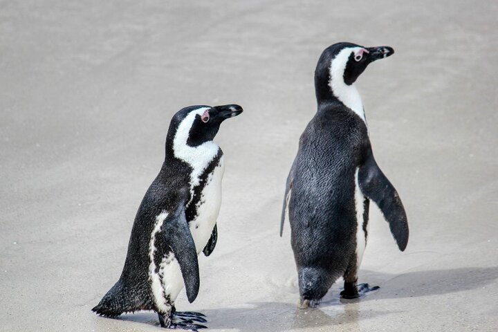 Zuid-Afrika - Pinguins - Autitravel begeleide vakanties voor mensen met autisme