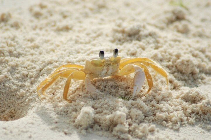 Belgische kust - Krab strand - Autitravel begeleide vakanties voor mensen met autisme