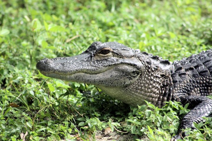 Fantastic Florida - Alligator - Autitravel begleide vakanties voor mensen met autisme