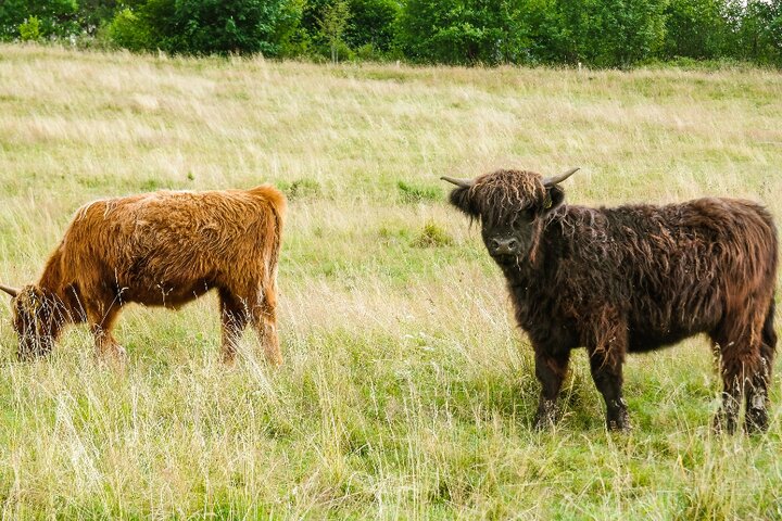 Texel De Rovershut - Schotse Hooglanders