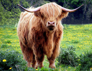 Buitenhof reizen voor mensen met autisme - Schotland Buitenhof reizen voor mensen met autisme - Schotland