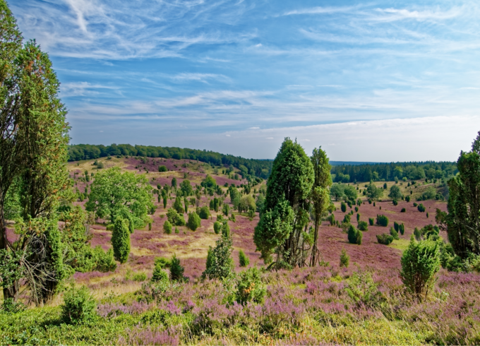 Lüneburger Heide en Hamburg