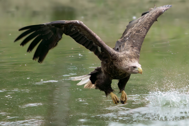 Buitenhof Reizen - Ontdek de Ardennen - Begeleide vakanties voor mensen met een beperking - vogel