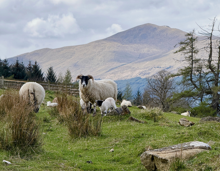 Buitenhof Reizen voor mensen met autisme - Schotland - schapen 